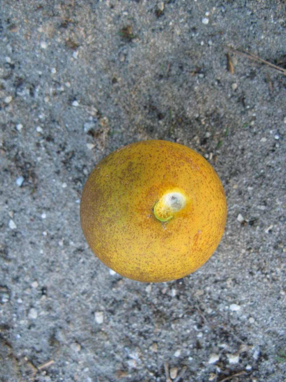            Fruit (Winter Haven, FL)   